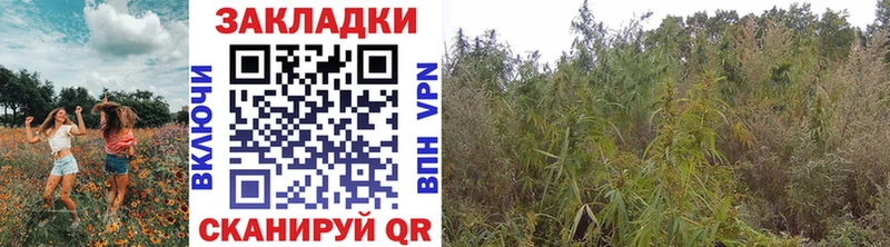 Где купить наркотики Хабаровск Гашиш  Alpha-PVP  МЕФ  Псилоцибиновые грибы  omg онион  COCAIN 